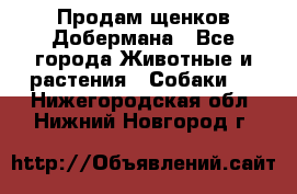 Продам щенков Добермана - Все города Животные и растения » Собаки   . Нижегородская обл.,Нижний Новгород г.